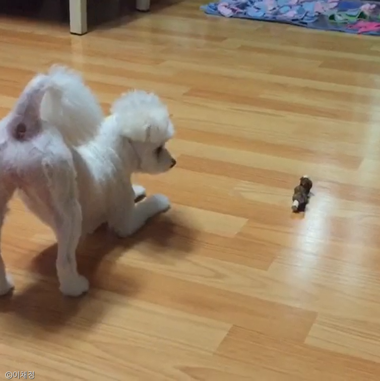 노트펫