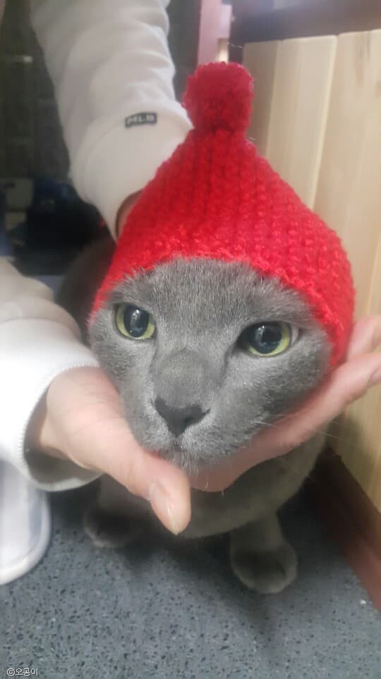 노트펫