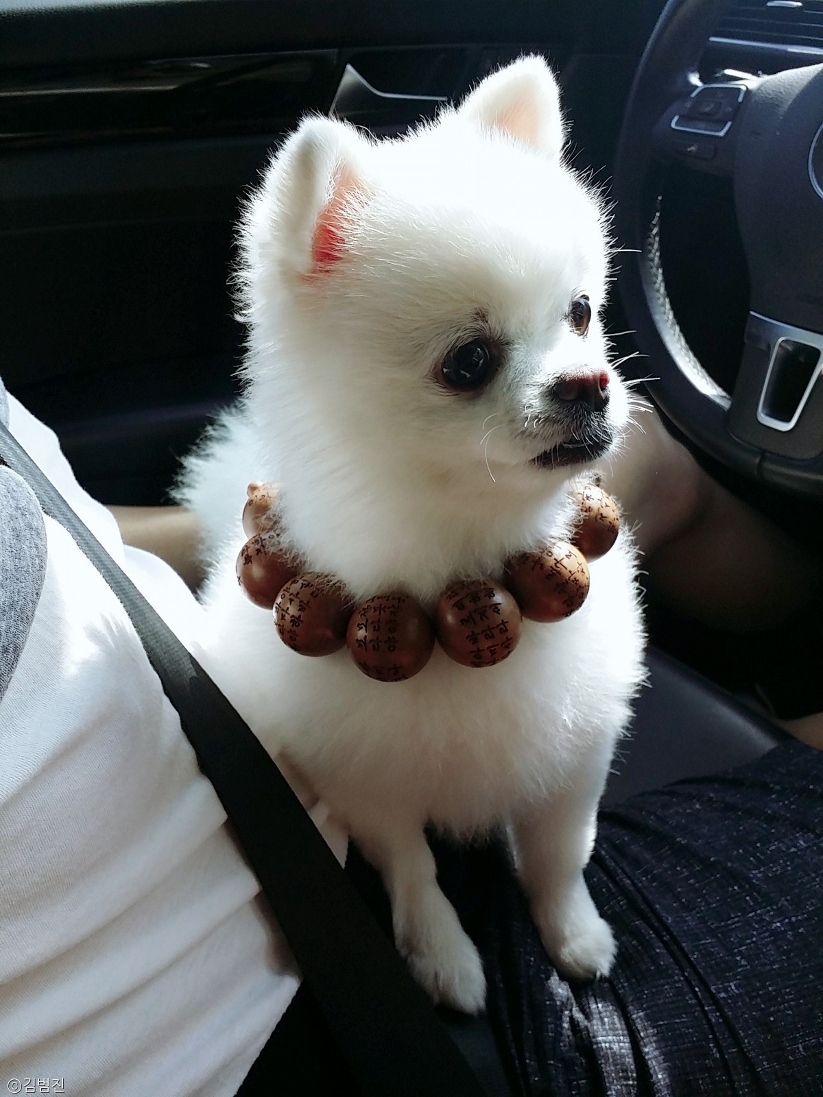 노트펫