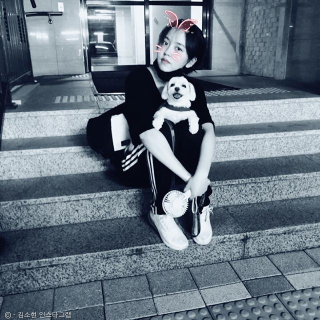 노트펫