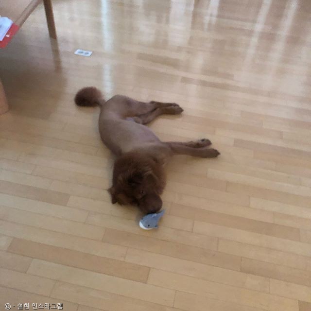 노트펫