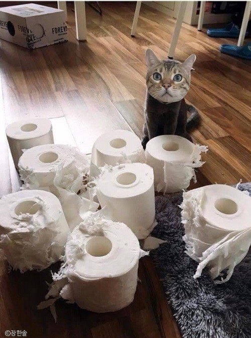 노트펫
