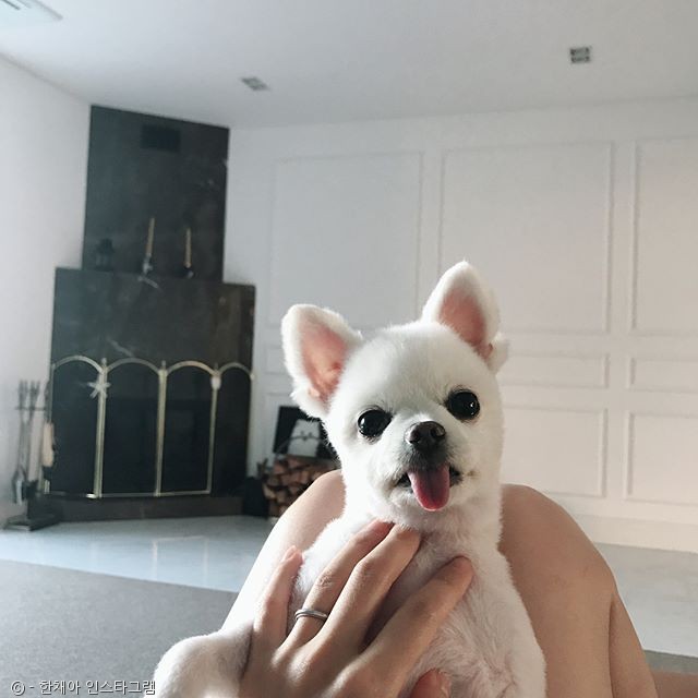 노트펫