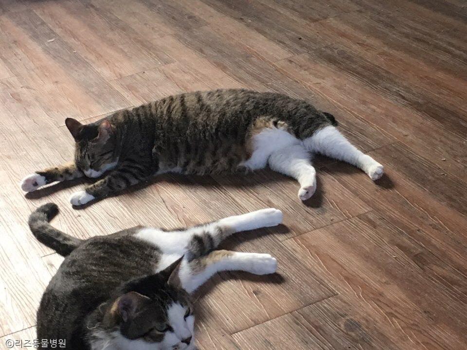 노트펫