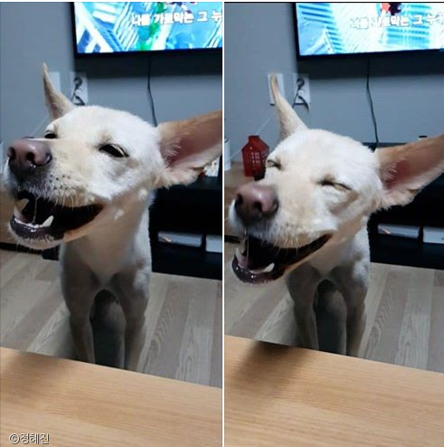 노트펫
