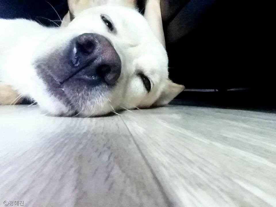 노트펫