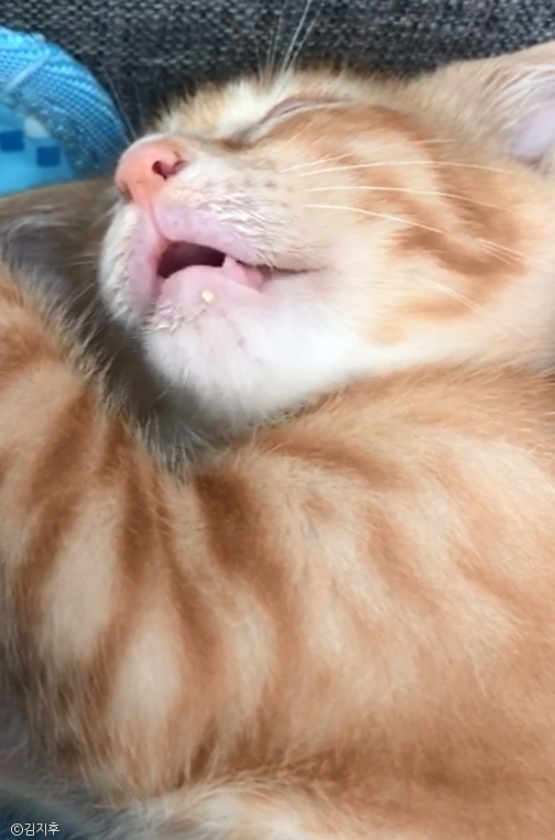 노트펫