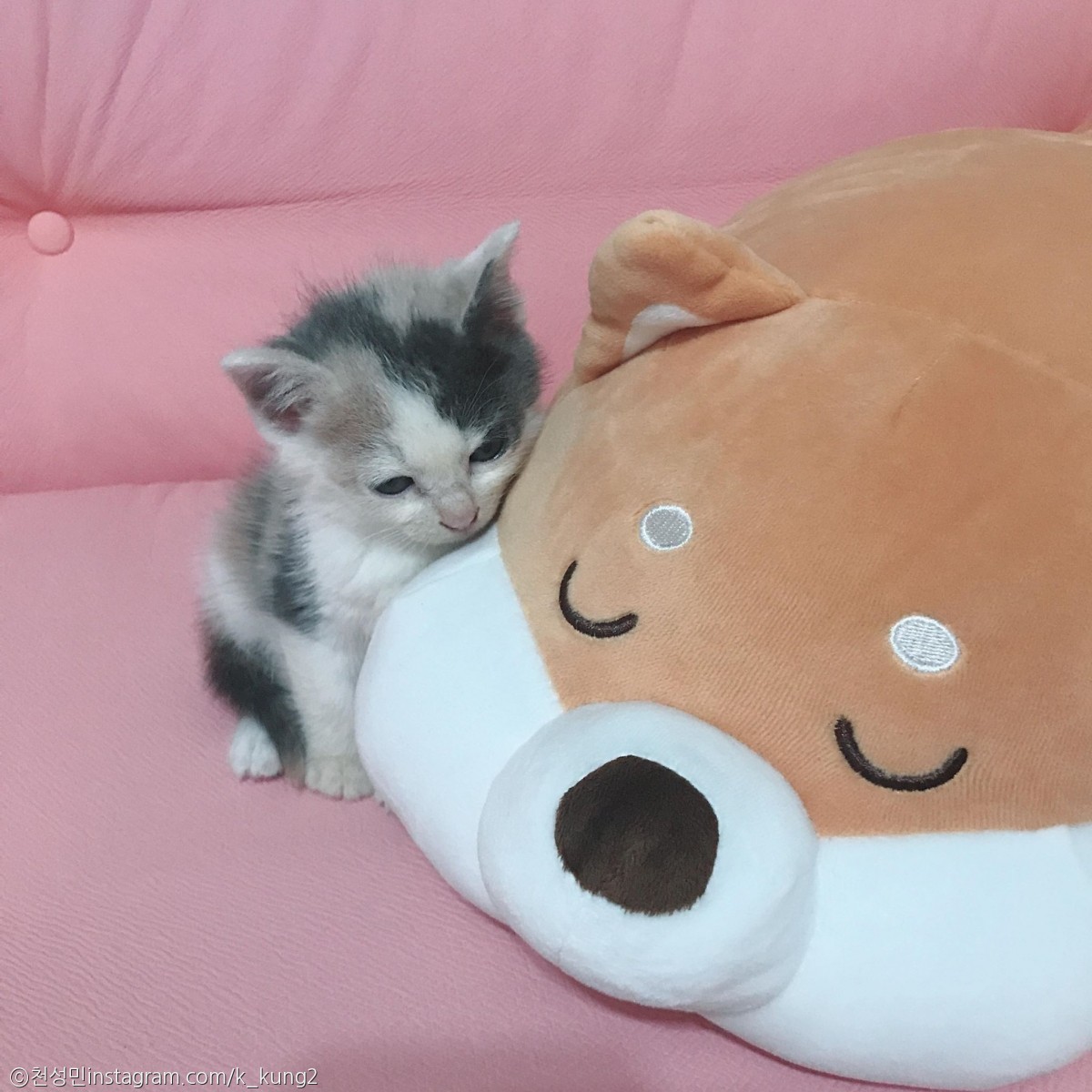 노트펫