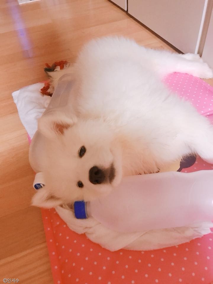 노트펫
