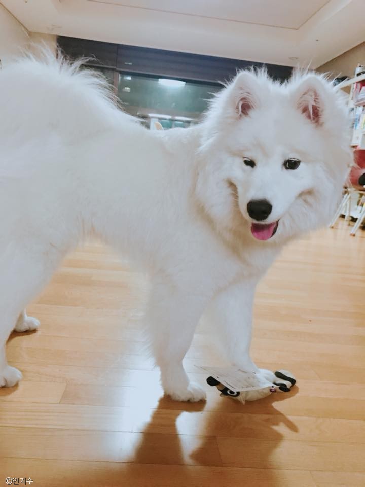 노트펫