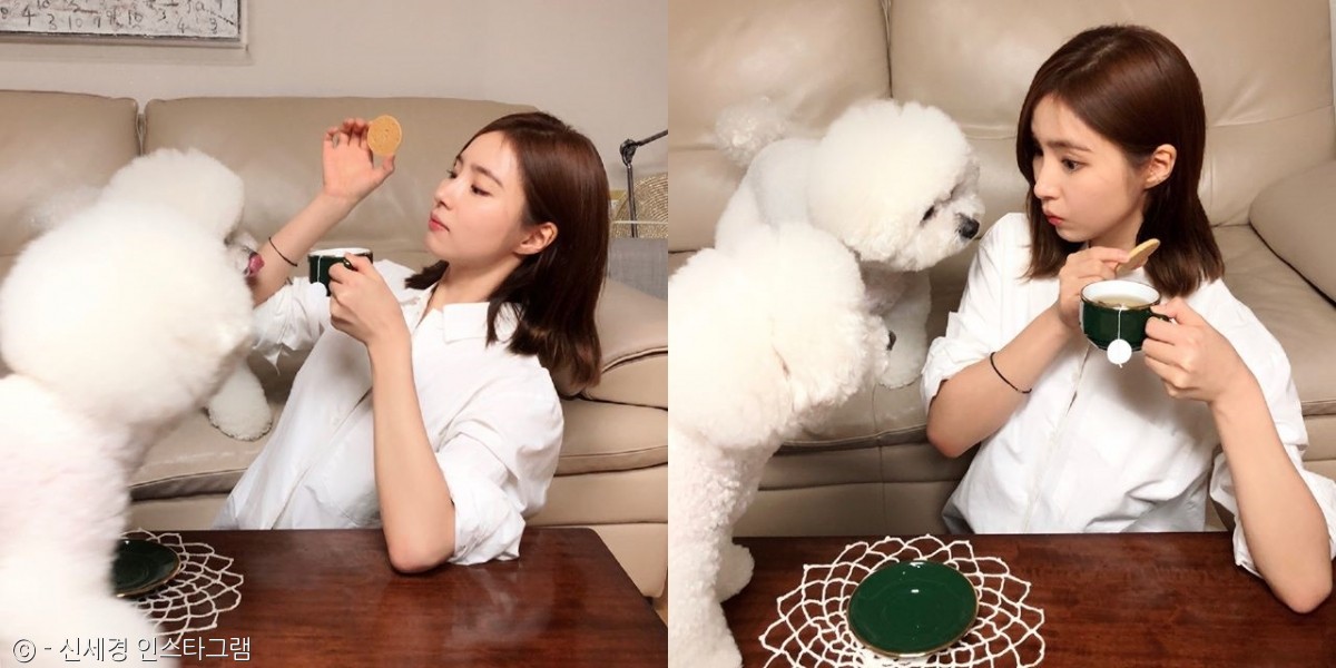 노트펫