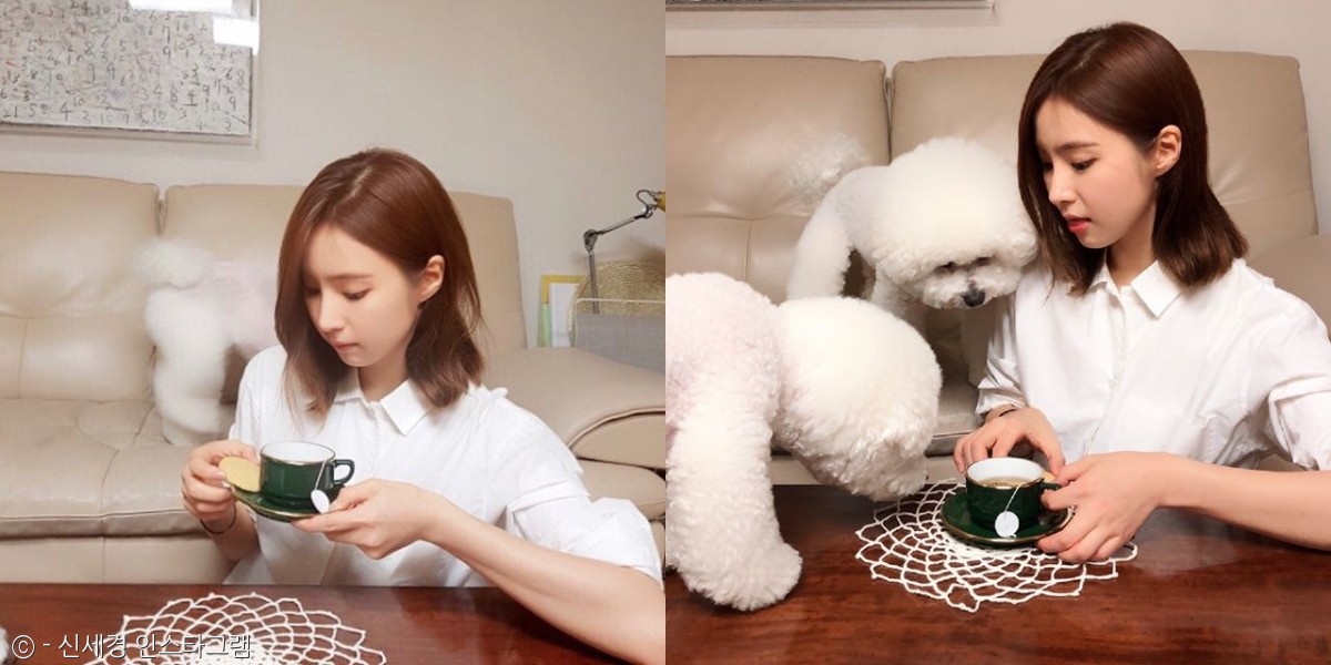 노트펫