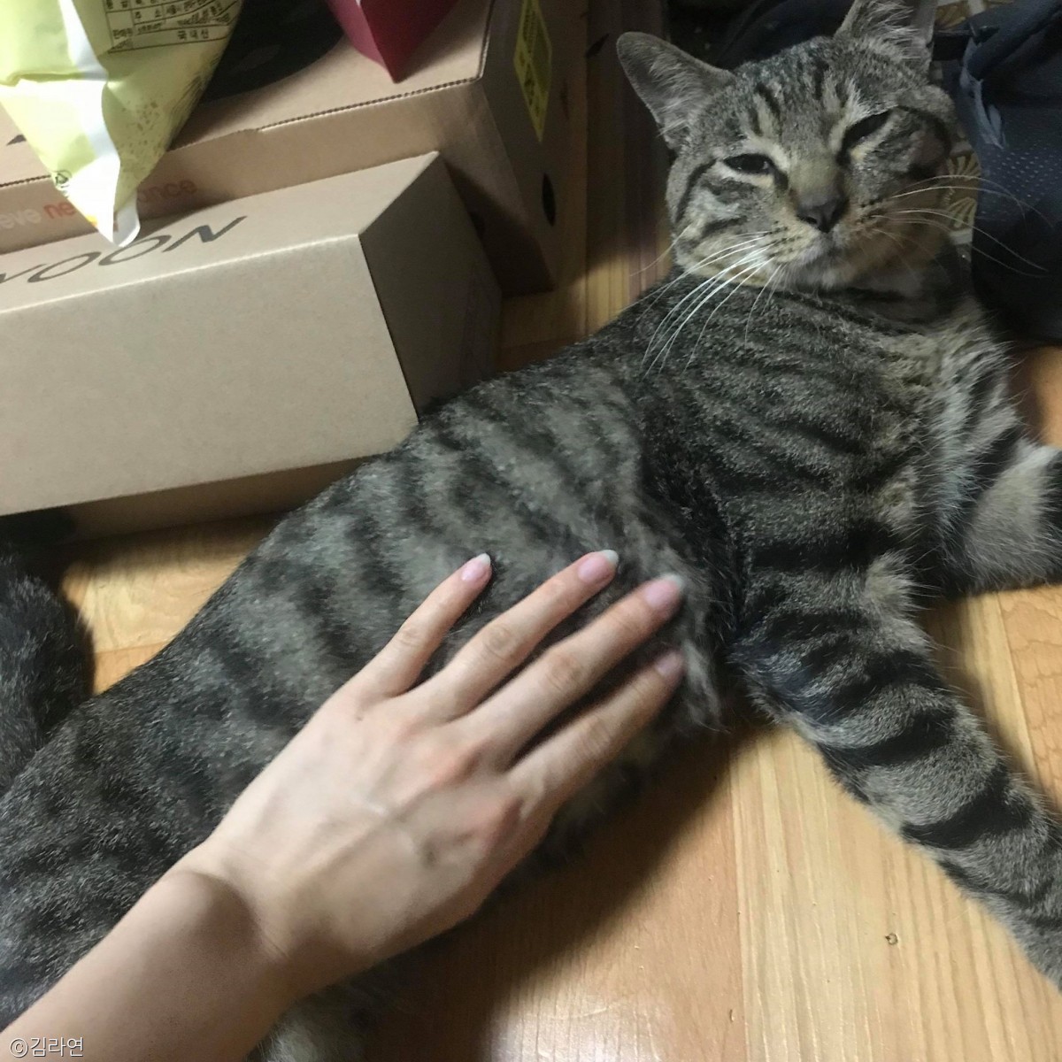 노트펫