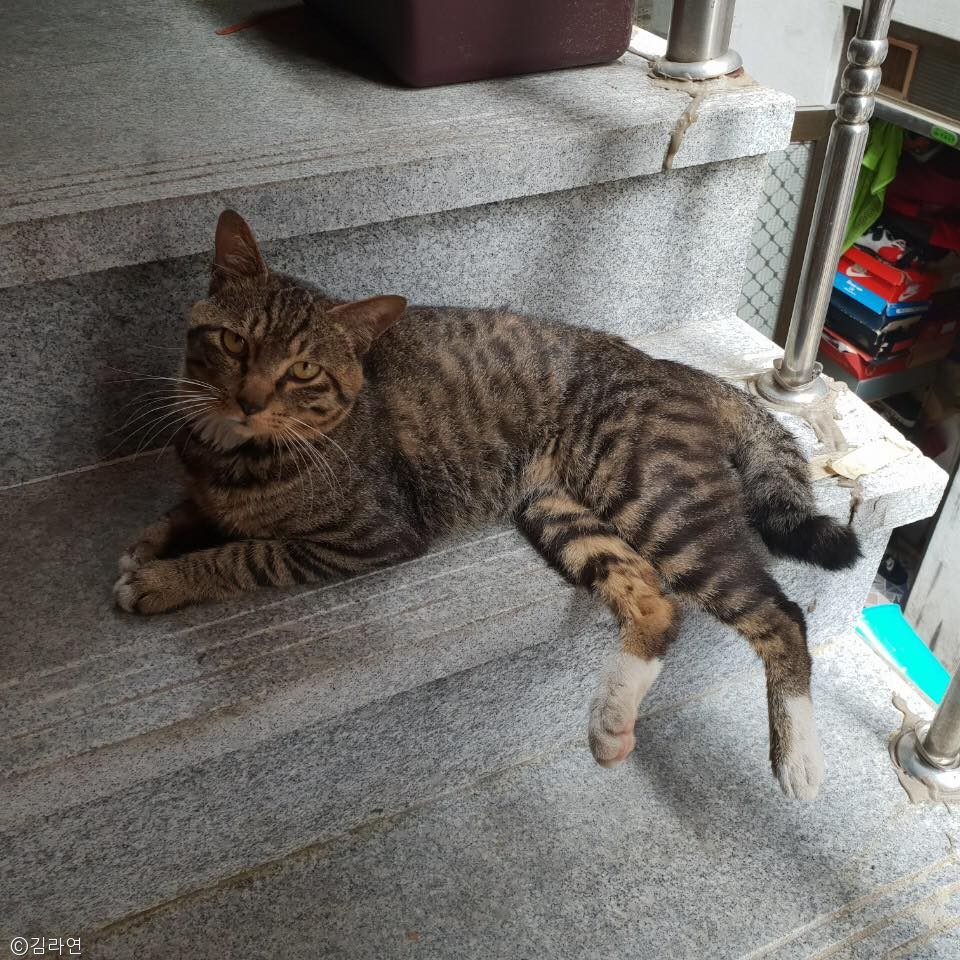 노트펫