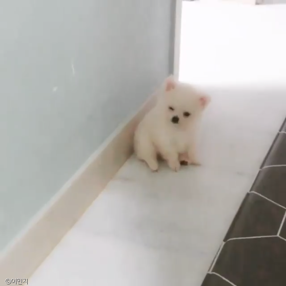 노트펫