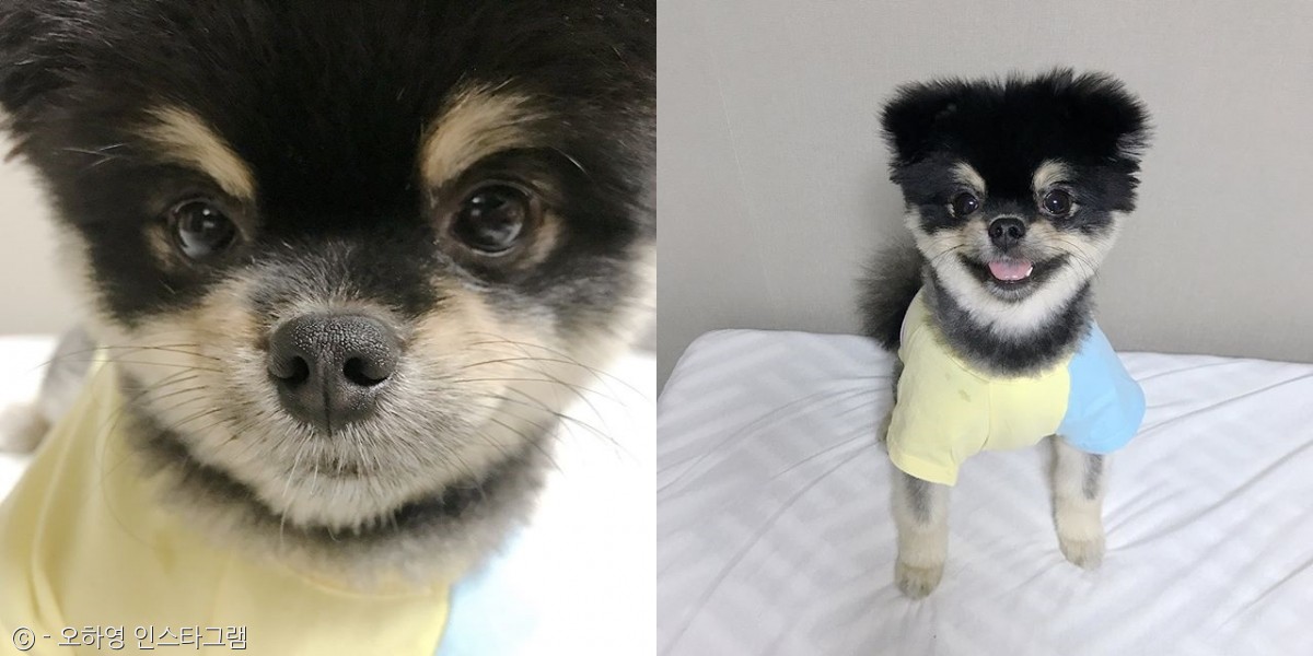 노트펫