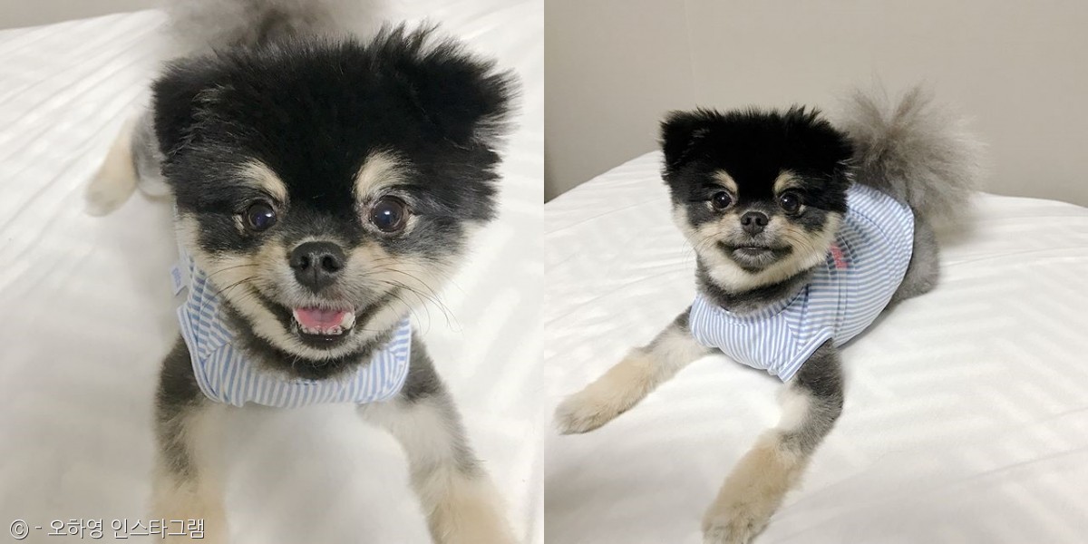 노트펫