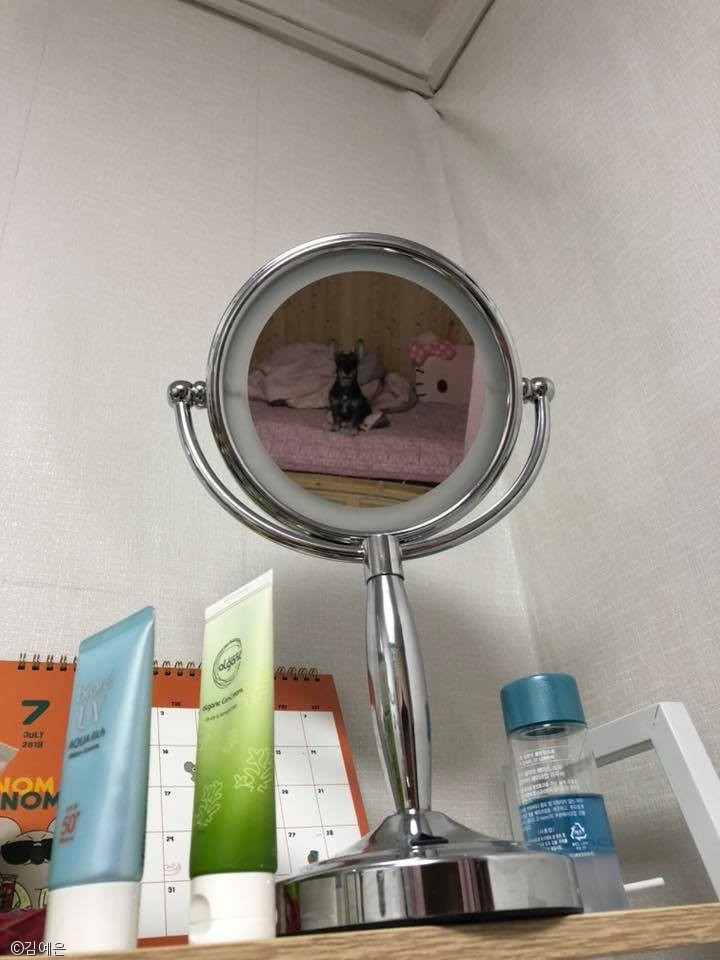 노트펫