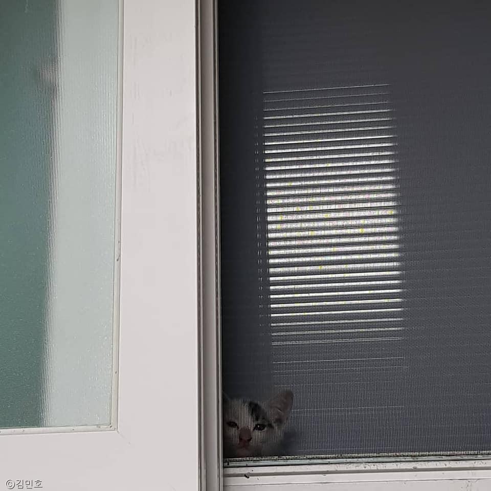 노트펫