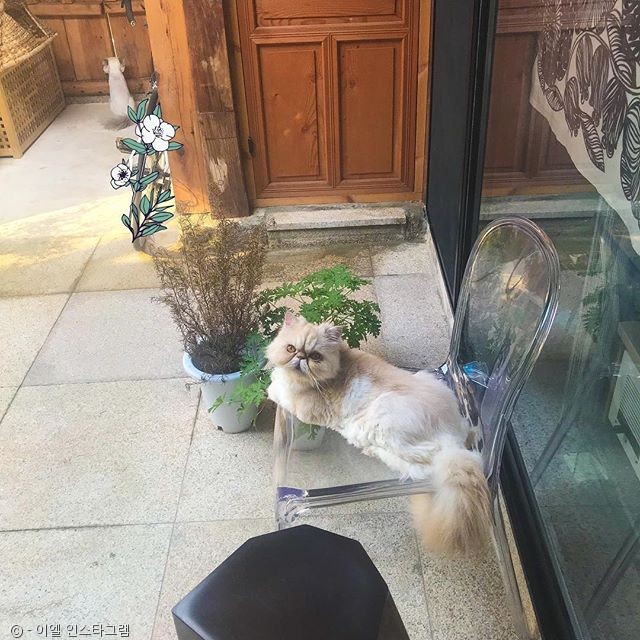 노트펫