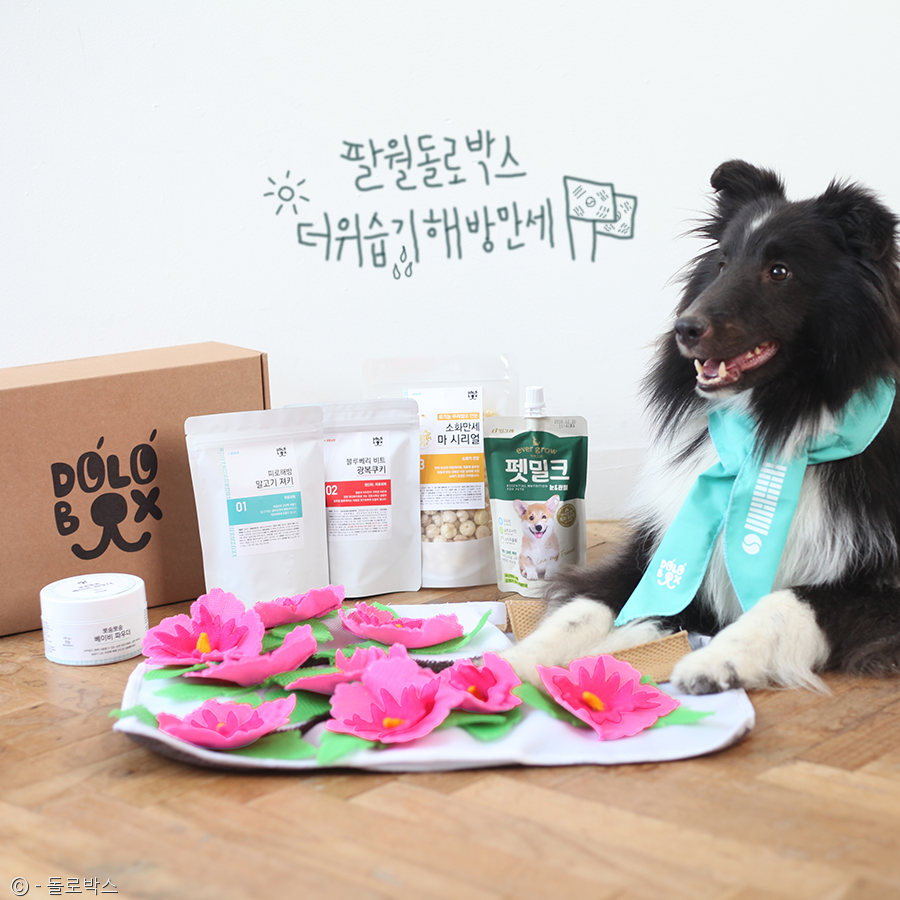 노트펫