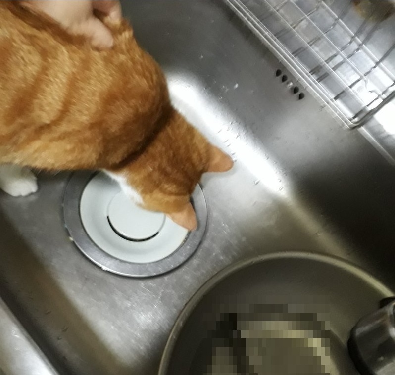 노트펫