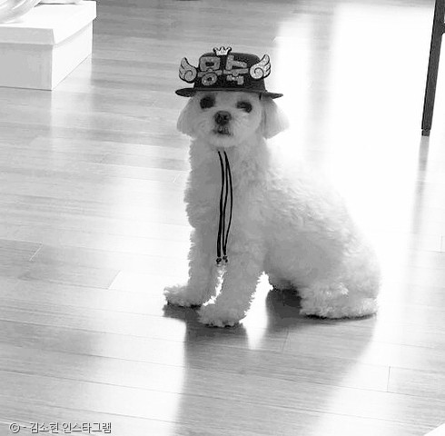 노트펫