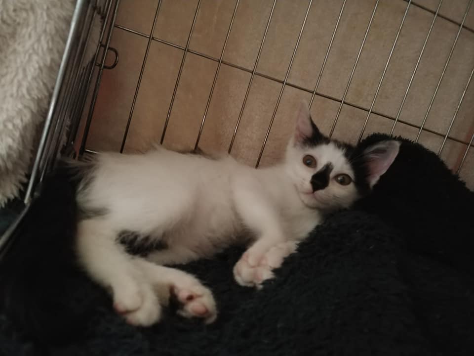 노트펫
