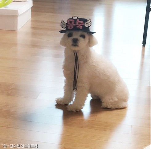 노트펫