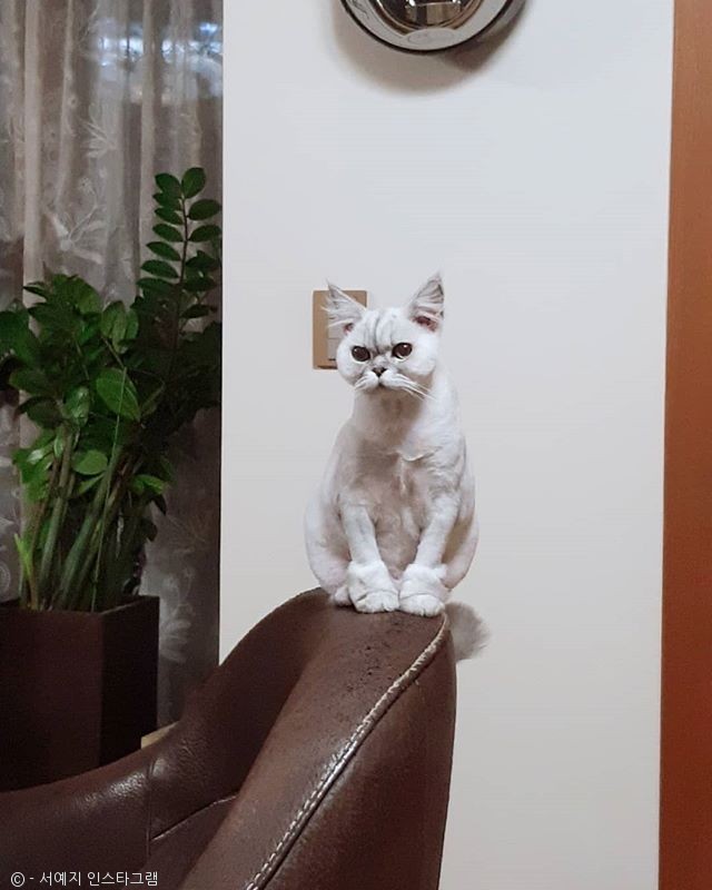노트펫