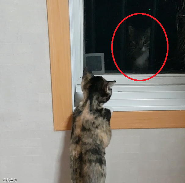노트펫