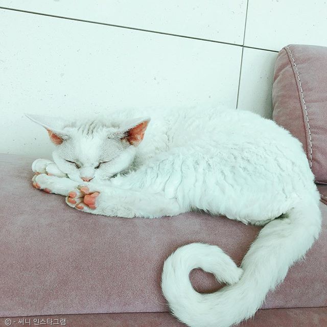 노트펫