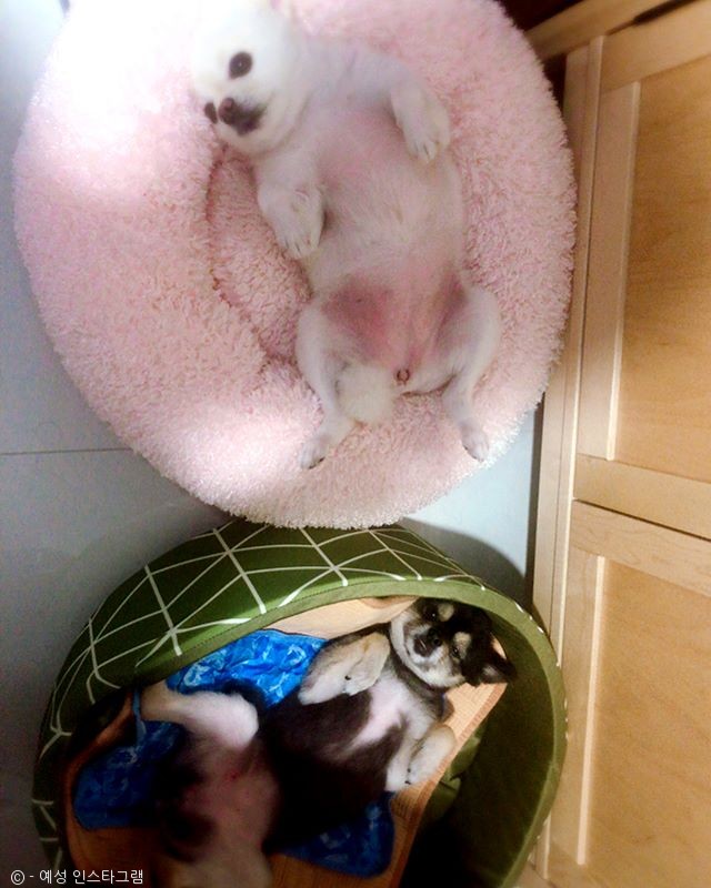 노트펫