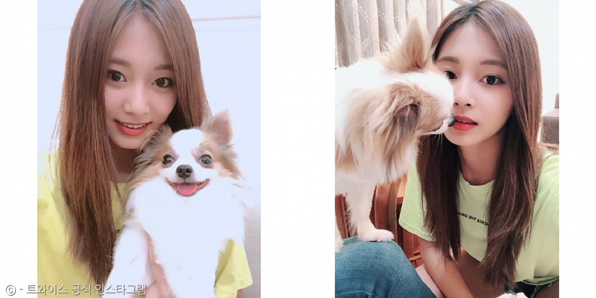 노트펫