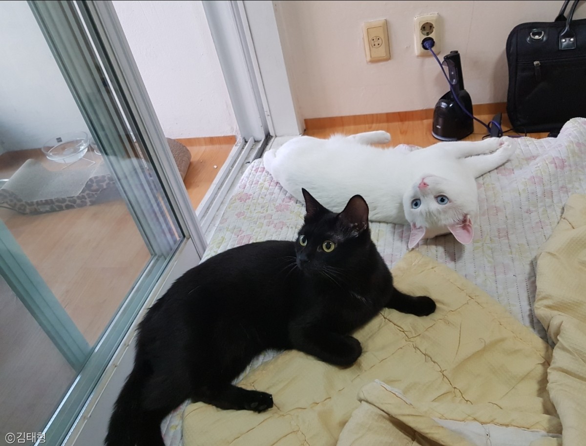 노트펫