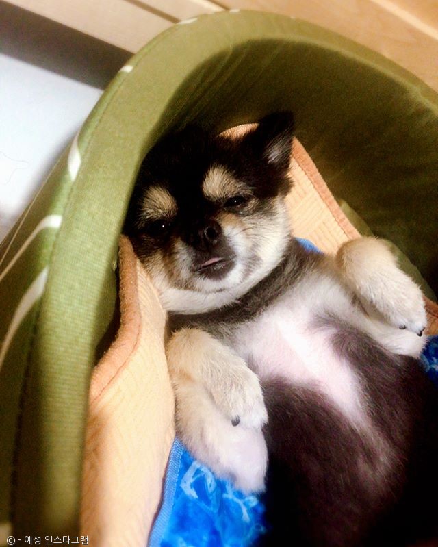 노트펫