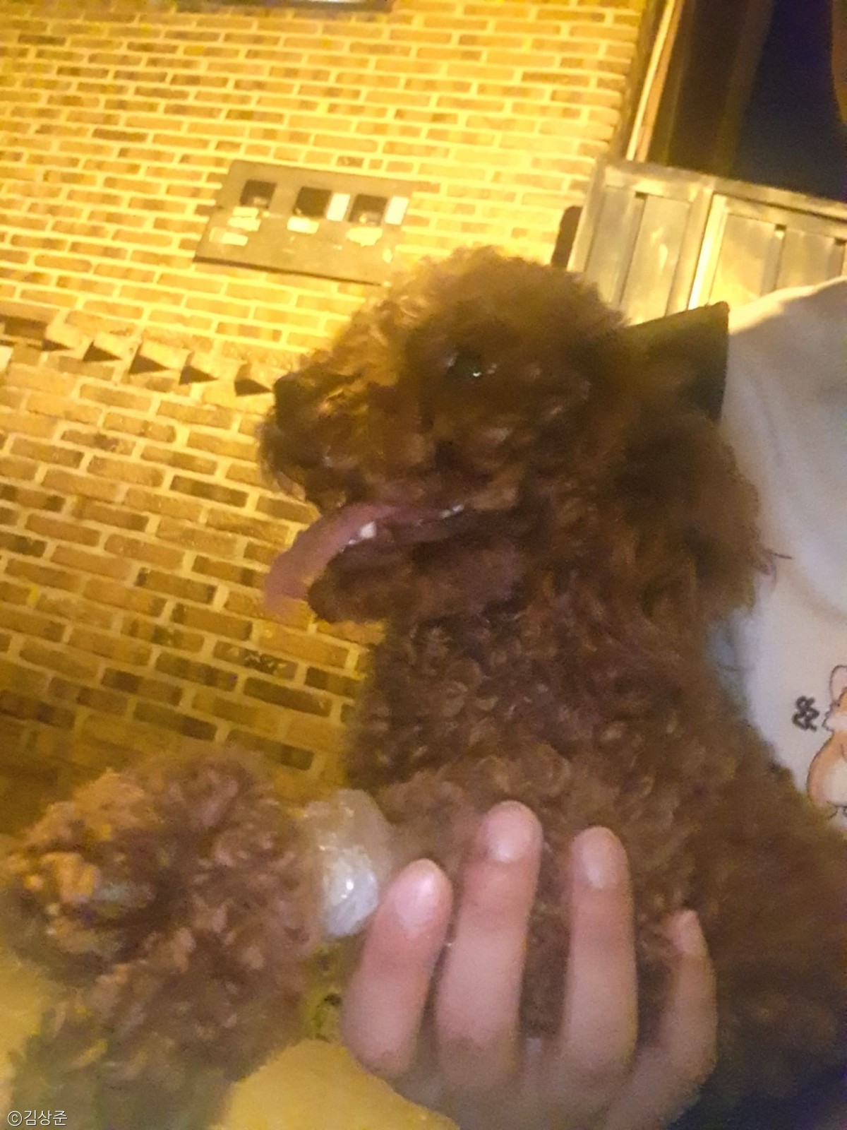 노트펫