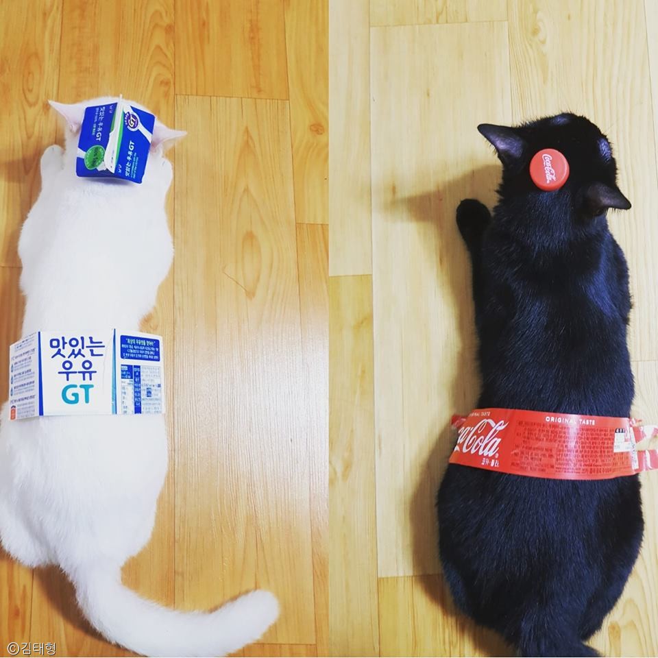 노트펫