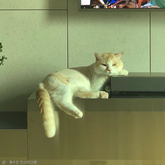 노트펫