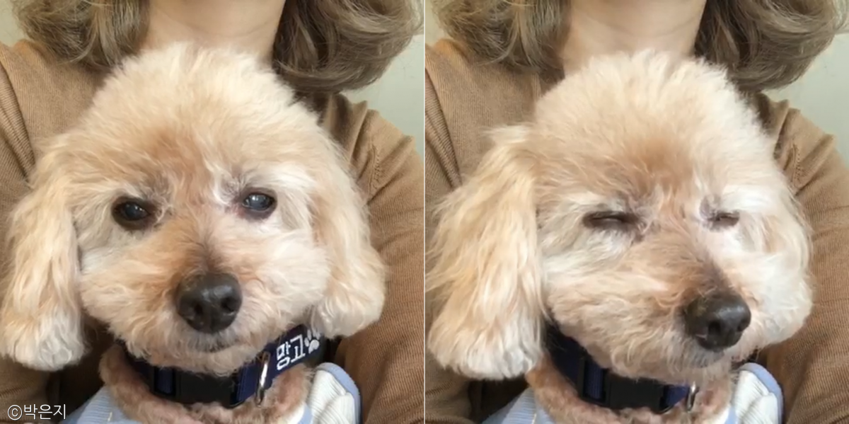 노트펫