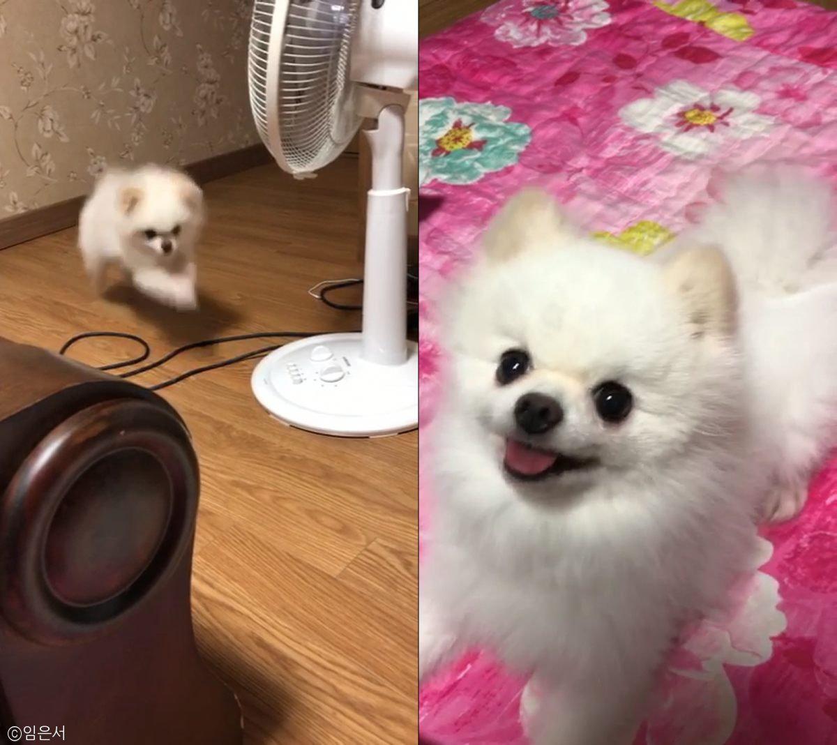 노트펫