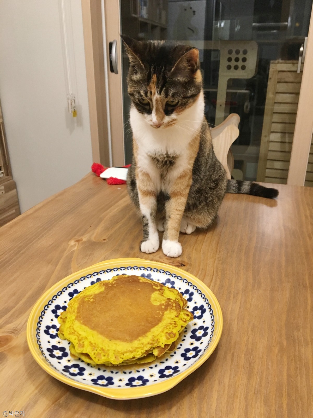 노트펫
