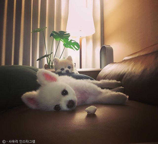 노트펫