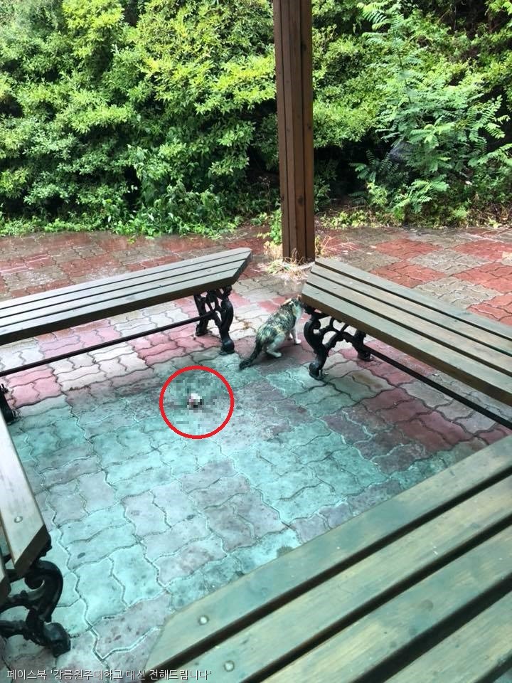 노트펫