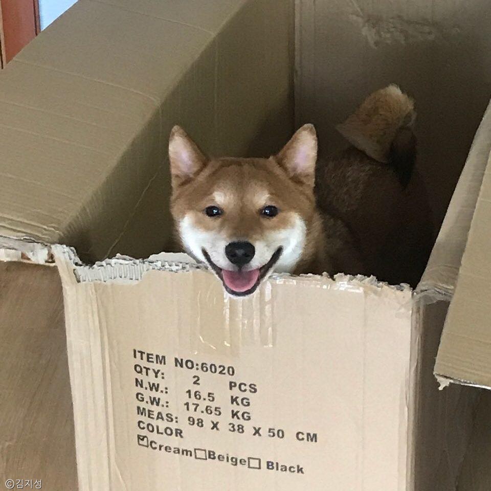 노트펫