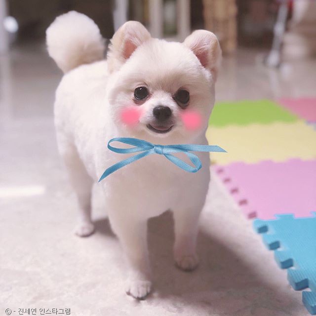 노트펫