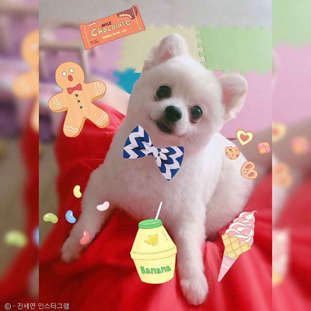 노트펫