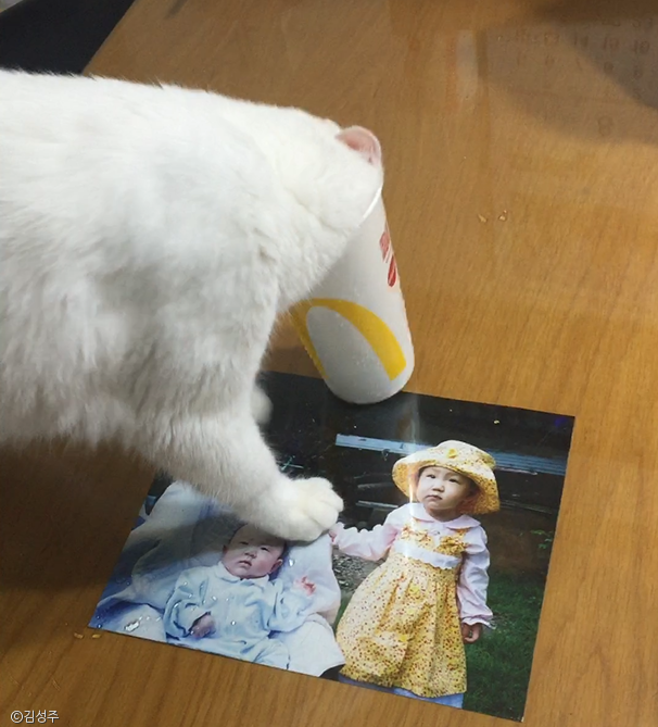 노트펫