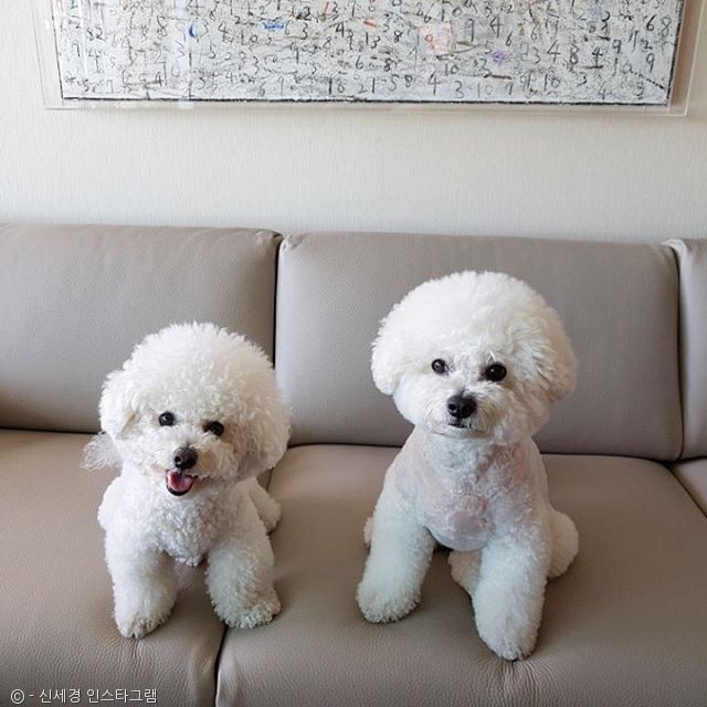 노트펫