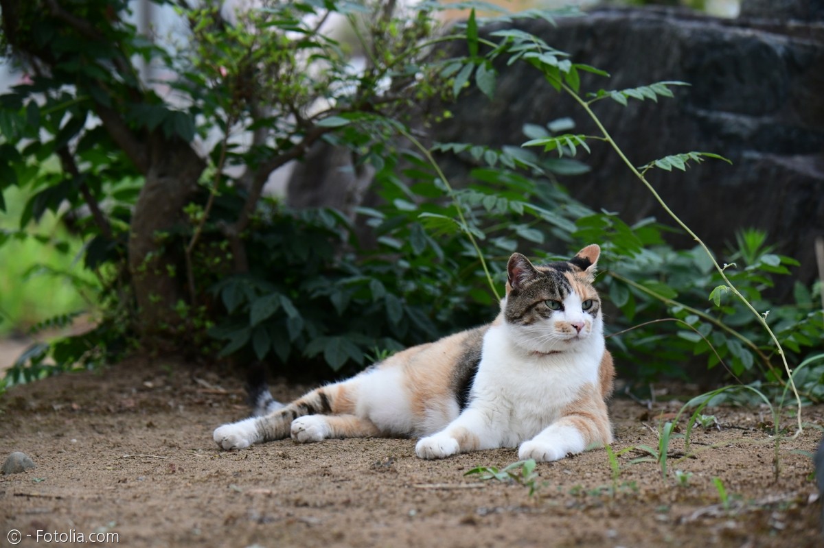 노트펫